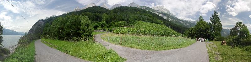 Vineyard on the Walensee, Swiss Alps, lake, viticulture, hiking, wine, walking, vines, tourism, vineyard, outdoors, countryside, mountains, scenery, alpine, rural, alps, walenstadt, swiss, walensee, green, switzerland, walen, panorama